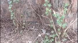 Snake eating Snake