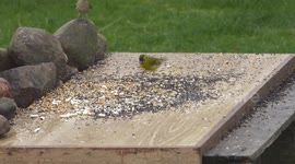Lots of little Siskin birds