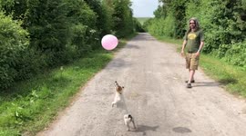 Little Jack Russell terrier goes hopping mad for balloon