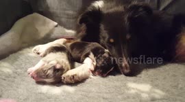 Puppies and mommy dog sleeping