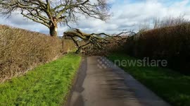 Tree fall during cycling training