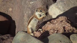 Burberry Ground Squirrel