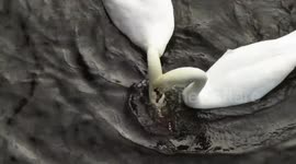 Swan Love