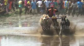 A gritty competition! Indonesian town hosts thrilling ox-plough racing