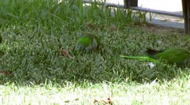 Urban parrots in Malaga
