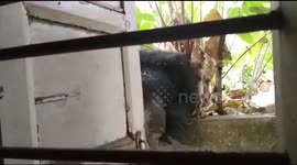 Sloth bear breaks into residential community in central India