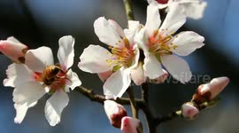 Spring knocks kashmir valley,looks like paradise.