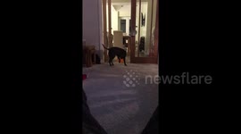 Dog pops balloon and runs for life
