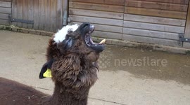 Alpaca yawns at Sheep Day celebrations at Vauxhall City Farm