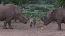 Cute rhino calf playing with his herd at picnic area in South Africa
