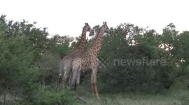 Giraffe necking and showing dominance