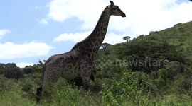 Giraffe scratching herself on a bush