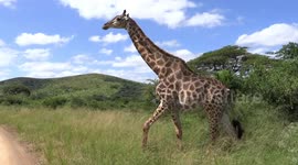 A magnificent giraffe walks across the road in front of South Africa safari-goers