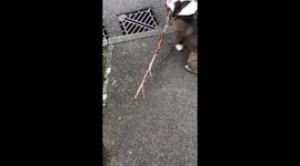 Boris the bulldog determined to bring his big stick home