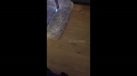 Boris the bulldog shuts any door he’s asked ..clever bulldog