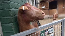 Sheep, goats and alpacas greet visitors of the Sheep Day at Vauxhall City Farm