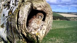 Amazing clip of kestrel having a Marilyn Monroe moment in windy weather!
