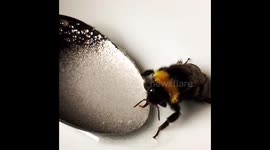 Wild Bumblebee nursed back to health