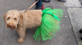 Irish Dog at St.Patrick's parade
