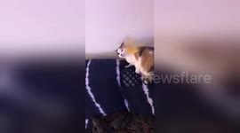 Cat breaks when cheese is thrown on her. Tries to lick it.