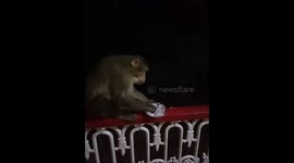Monkey Eating Chopped Onions