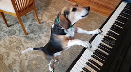 Piano-playing dog enjoying the St Patrick's Day spirit