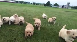Gaggle of golden retriever puppies running together