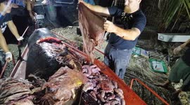 Dead Philippines whale had 40kg of plastic in stomach