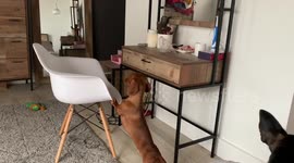 Treat Burgling Sausage Dog BUSTED!