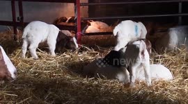 Adorable video shows newborn goat triplets bouncing around