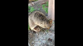 Cute scene as baby quokka nibbles on food from its mother's pouch