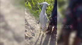 Goat born with paralysed forelegs stuns villagers by learning to walk upright