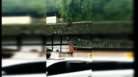 Lost boar ends up on house roof before falling off and getting caught in China