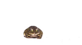 Frog moves with amazing speed to gobble up crickets