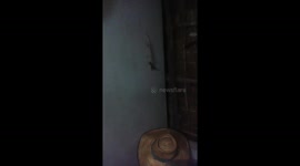 Tokay gecko catches rat