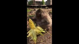 Monkey refuses to share corn with baby