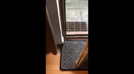 Boris the bulldog trying to bring his big stick in the house