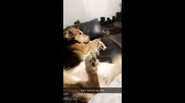 Dog gets annoyed by owner tickling his feet