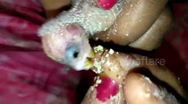 Woman feeds abandoned birds after rescuing them from roadside bush in eastern India