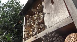 The first bees in early Spring