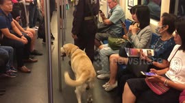 Police sniffer dog relaxes on subway train