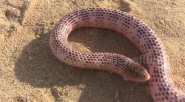 Chilled out deadly sea snake