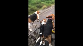 Beagles love their ride in motorbike sidecar