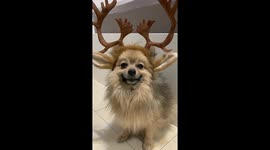 Tiny dog will make your day with this adorable smile!
