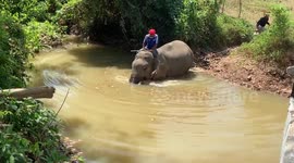 Mahout takes 'stressed' elephant for a bath in Thai river to cool off