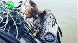 Struggling red-tailed hawk hitches ride to safety on US fisherman's boat