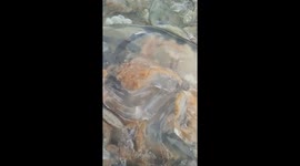 The fishermen are processing food from giant jellyfishes