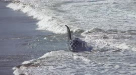 Dead whale washes up on beach in Northern Spain