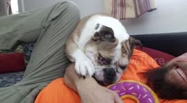 Bulldog wrestles with owner to get its paws on doughnut toy