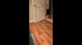 Kitten tries to play with Golden Retriver but is just out of reach